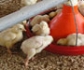 Los datos sobre la gripe aviar en Europa aconsejan no bajar la guardia 