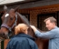 Los problemas más comunes que detectan los veterinarios en los exámenes precompra de caballos