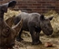 Nace 'Magashi', un rinoceronte negro oriental en peligro de extinción