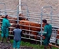 Amenazan con paralizar los saneamientos de bovinos desde el 12 de junio en Castilla y León