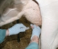 Agricultura publica el procedimiento para reducir antibióticos en el secado de vacuno de leche