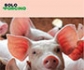 SoloPorcino, la nueva web informativa y formativa para los profesionales de la salud porcina