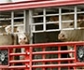 El Gobierno activa la vigilancia de la temperatura en el transporte de ganado