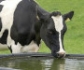 Someten a ensayo un aditivo que se suministra con el agua y podría reducir las emisiones de metano del ganado