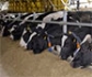 Cómo prevenir los riesgos por ingestión de desechos metálicos en vacas