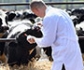 España aboga por la colaboración entre médicos y veterinarios ante casos humanos de fiebre Q
