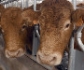Acuerdo europeo sobre las nuevas normas para reducir las emisiones en ganadería