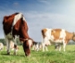 Un informe de la FAO señala varias vías para reducir las emisiones del ganado