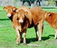 España aprueba el Real Decreto de bienestar animal en ganadería