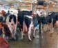 Estados Unidos confirma un caso de gripe aviar en una persona que estuvo en contacto con vacas infectadas