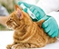 La Asociación Mundial de Veterinarios de Pequeños Animales actualiza las pautas para la vacunación en perros y gatos