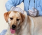 Cataluña alerta de un perro proveniente de Senegal que no ha cumplido la cuarentena tras la vacunación de rabia