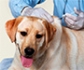 Un estudio sobre la rabia resalta el papel 'irreemplazable' de la veterinaria en la salud pública a nivel mundial