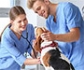 CEVE explica a los veterinarios clínicos las claves del certificado de profesionalidad de los ACV