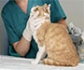 La bartonelosis en los veterinarios, una amenaza invisible