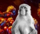 Sanidad confirma 26 casos de viruela del mono en Canarias y 4 más pendientes de confirmar 