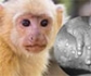 Ascienden a 23 los casos sospechosos de viruela del mono en Madrid
