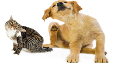 5ª ED. ACTUALIZACIÓN EN DERMATOLOGÍA DE PEQUEÑOS ANIMALES