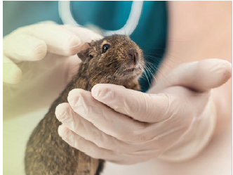 WEBSEMINAR: MEDICINA BÁSICA DE PEQUEÑOS ROEDORES