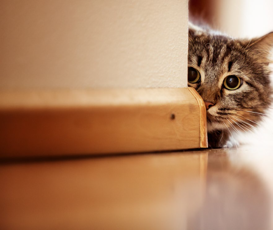 CURSO ONLINE CON EXPERTO: ETOLOGIA PRACTICA FELINA