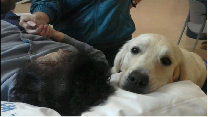 CURSO PRESENCIAL: ESPECIALIZACIÓN PARA VETERINARIOS EN INTERVENCIONES ASISTIDAS CON PERROS