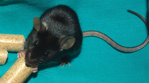 X JORNADAS DE FORMACIÓN EN FENOTIPADO DE MODELOS ANIMALES