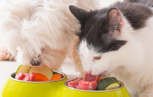 JORNADA MITOS Y VERDADES EN NUTRICIÓN DEL PERRO Y GATO