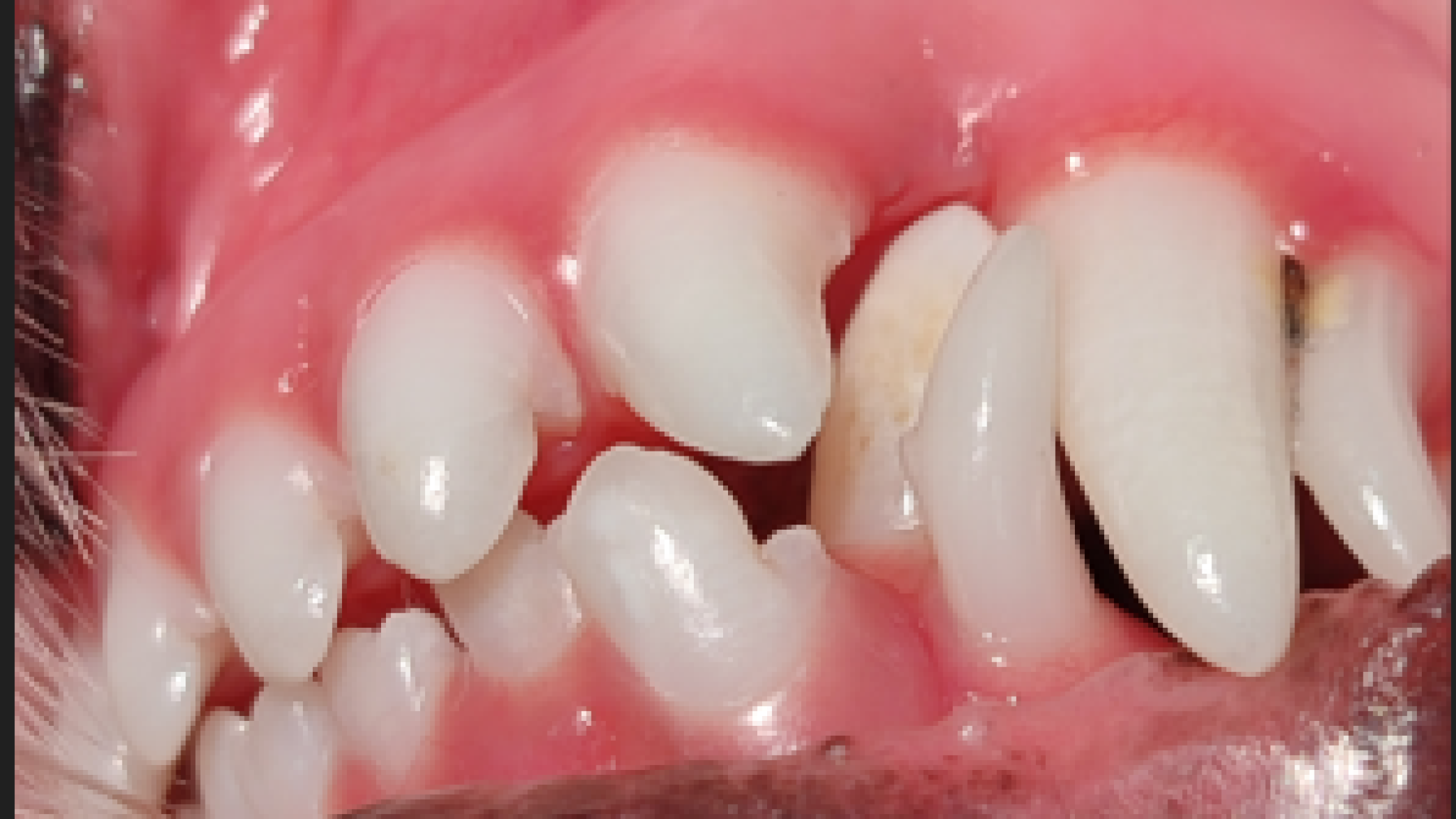 Curso Básico de Odontología Veterinaria en formato mixto (presencial/online)_5 y 12 junio