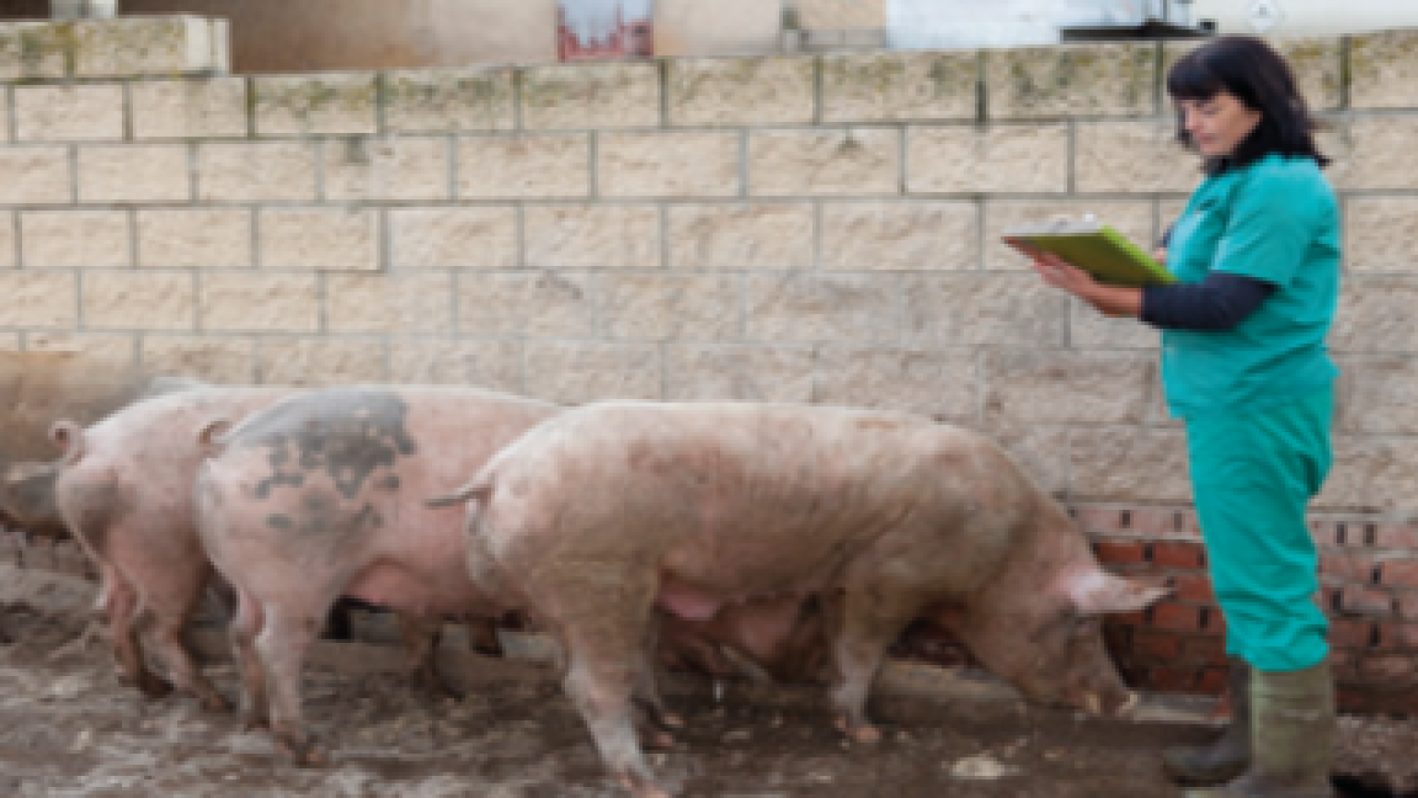 JORNADA PRESENCIAL: INSPECCIÓN DE CARNE DE CAZA Y DE MATANZAS DOMICILIARIAS DE CERDOS 