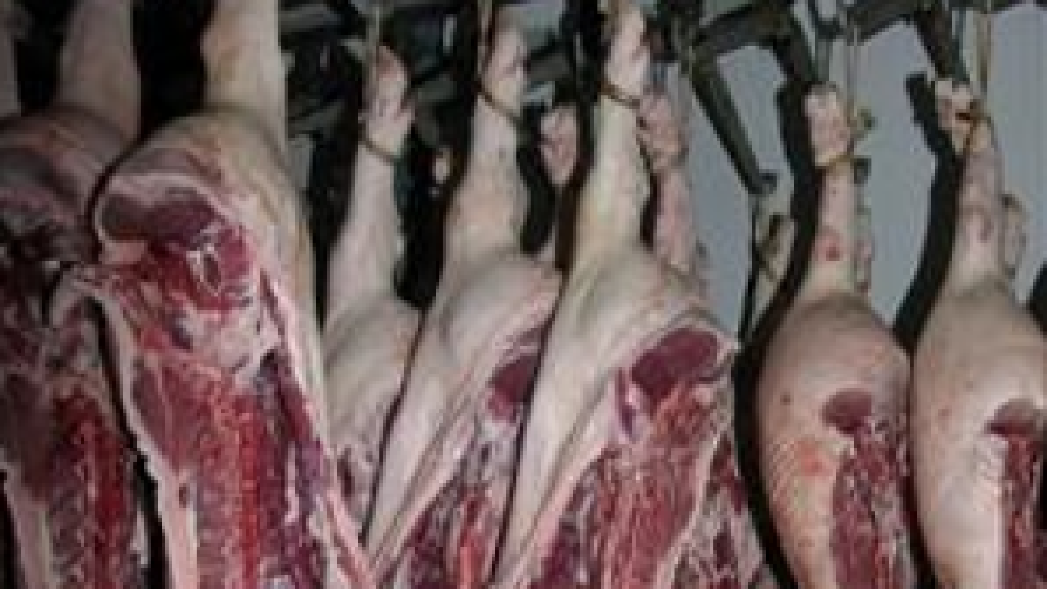 Curso Presencial: Control Oficial de Matadero