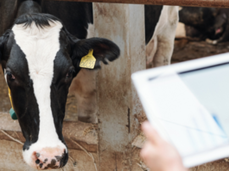 CURSO ONLINE OCV: INDICADORES DE EVALUACIÓN DEL BIENESTAR ANIMAL