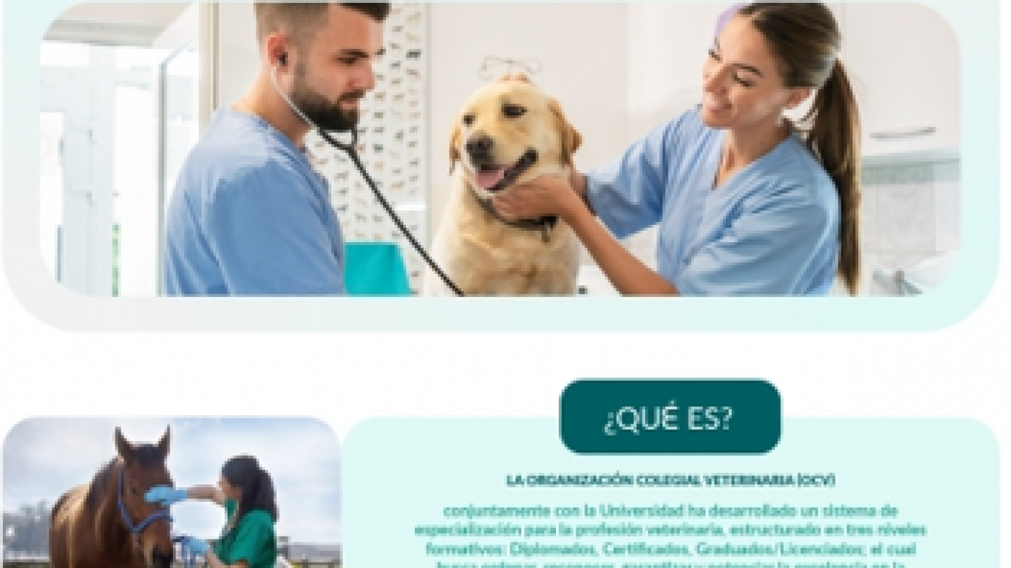 Jornada Informativa Presencial: El proyecto de especialización veterinaria del Consejo General de Veterinarios (OCV)