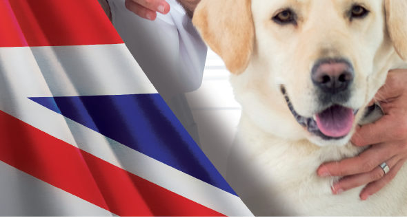 CURSO ONLINE DE AUTOAPRENDIZAJE: ENGLISH FOR VETS (colección vetpills)