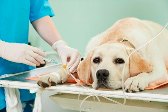 CURSO ONLINE DE AUTOAPRENDIZAJE: ANESTESIA VETERINARIA, CLAVES PARA REALIZAR ANESTESIAS EFECTIVAS Y SEGURAS