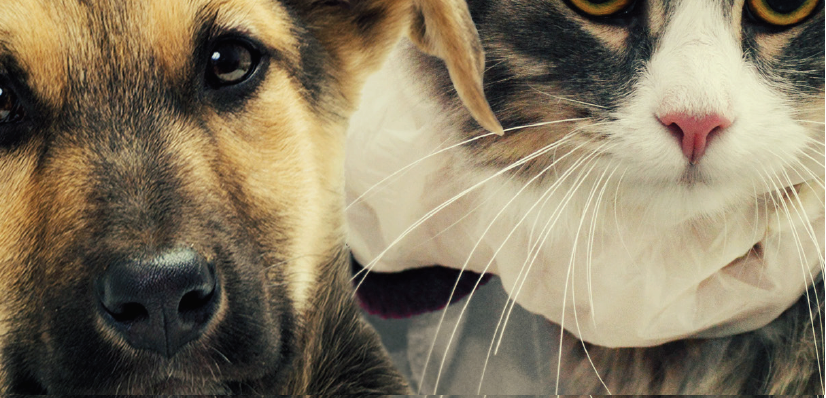 CURSO ONLINE DE AUTOAPRENDIZAJE: ACTUALIZACIÓN Y MANEJO CLÍNICO DE LA LEISHMANIOSIS CANINA Y FELINA