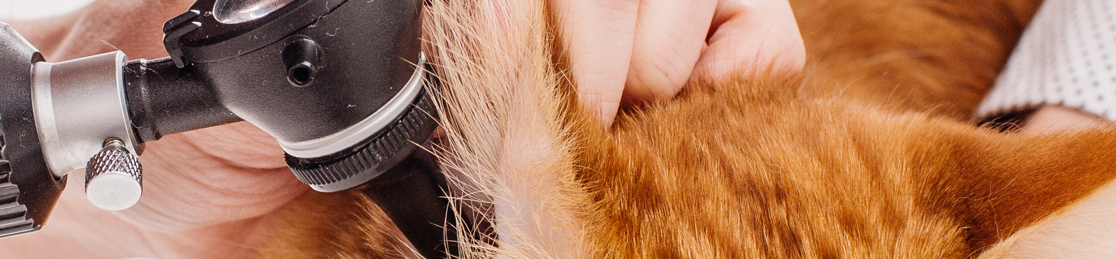 CURSO ONLINE DE AUTOAPRENDIZAJE: DERMATOLOGÍA FELINA: LOS PILARES DE LA PIEL