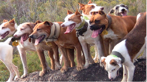 WEBSEMINAR: BIENESTAR ANIMAL EN REHALAS