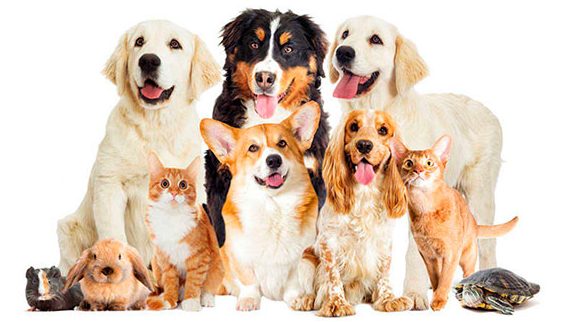 WEBSEMINAR: ENTRADA EN VIGOR (29 de Septiembre) DE LA LEY DE PROTECCIÓN DE LOS DERECHOS Y EL BIENESTAR DE LOS ANIMALES (Ley 7/2023) 