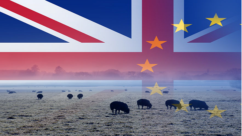 WEBSEMINAR: EFECTOS DEL BREXIT EN LA ACTIVIDAD VETERINARIA EN LA COMERCIALIZACIÓN DE ALIMENTOS