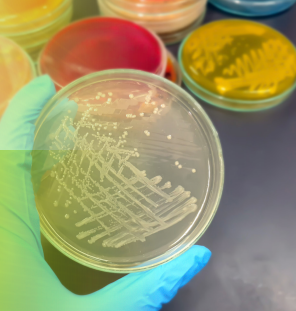 CURSO ONLINE CON EXPERTO: CONTROL Y PREVENCIÓN DE ZOONOSIS DE TRANSMISIÓN ALIMENTARIA