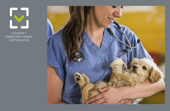 JORNADA INFORMATIVA: EL BIENESTAR ANIMAL EN LOS CENTROS VETERINARIOS DE ANIMALES DE COMPAÑÍA.  PAUTAS SOBRE PACIENTES CANINOS Y FELINOS, MANEJO AMIGABLE DE LOS ANIMALES.