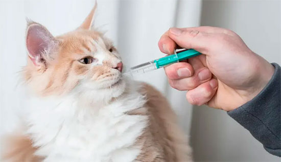 MESA REDONDA SOBRE MEDICAMENTO VETERINARIO. 13 SEPTIEMBRE