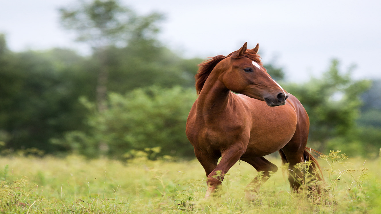 WEBSEMINAR: HERIDAS Y URGENCIAS TRAUMATOLÓGICAS EN CABALLOS