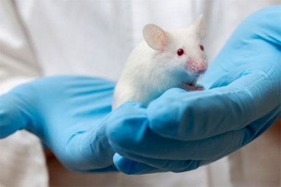 Curso Online: VETERINARIO RESPONSABLE DE LA SALUD ANIMAL EN LA INVESTIGACIÓN