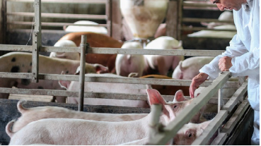 CURSO ONLINE CON EXPERTO: CONTROL DE SALMONELLA EN LA INDUSTRIA PORCINA EN ESPAÑA