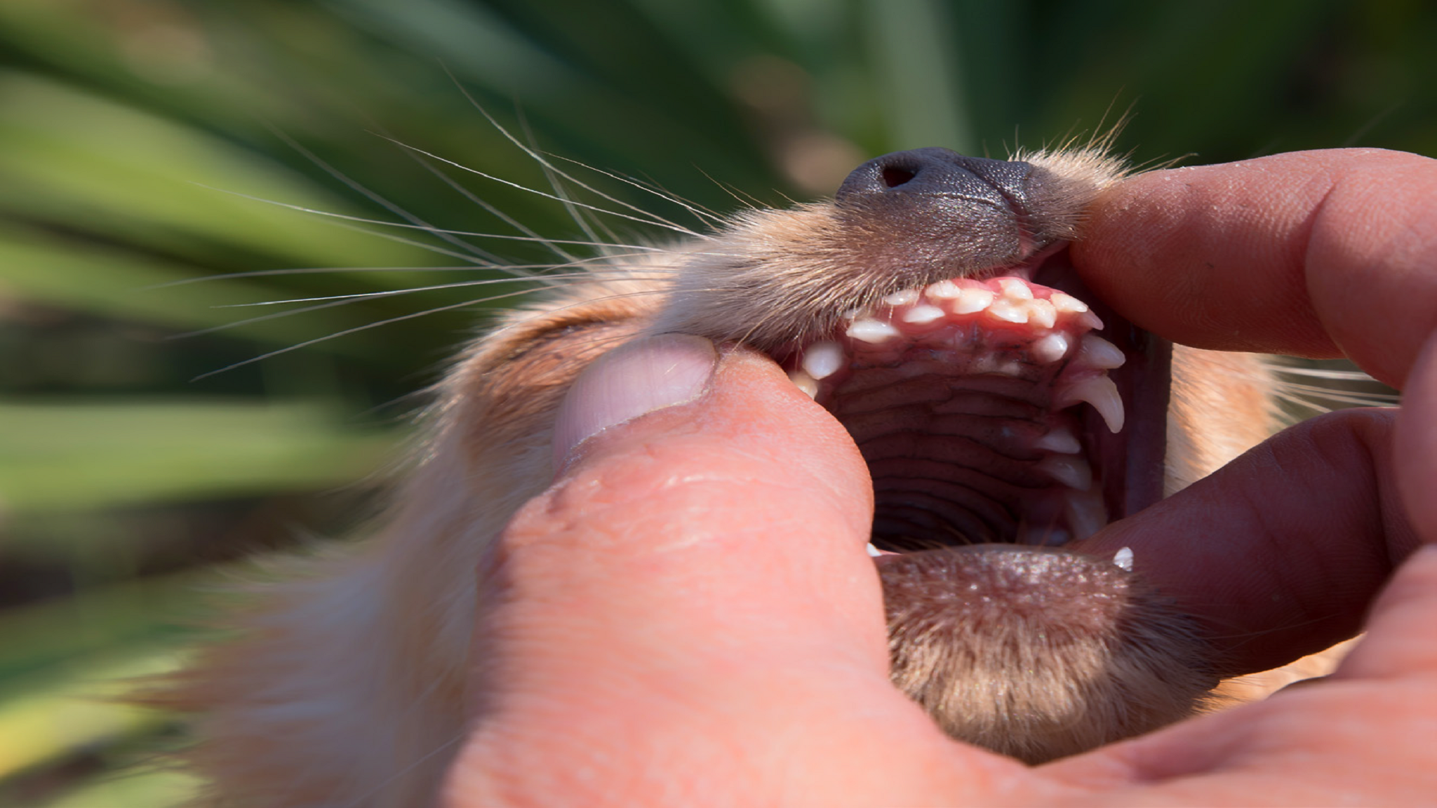 WEBSEMINAR: ODONTOPEDIATRÍA CANINA Y FELINA