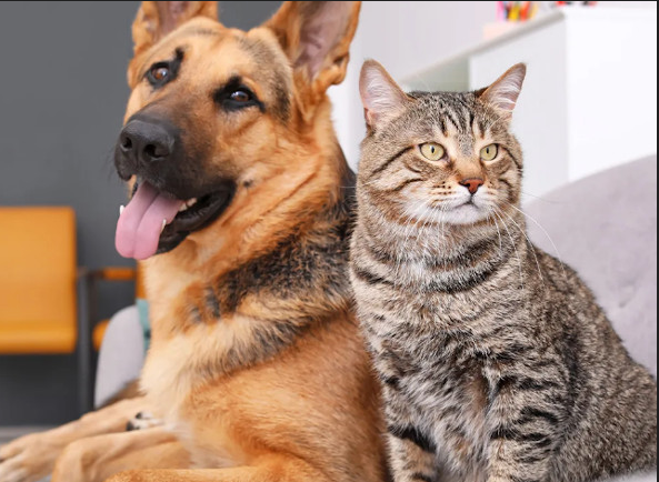JORNADA ONLINE INFORMATIVA LOS VETERINARIOS Y LA NUEVA LEY DE PROTECCIÓN DE LOS DERECHOS Y EL BIENESTAR DE LOS ANIMALES