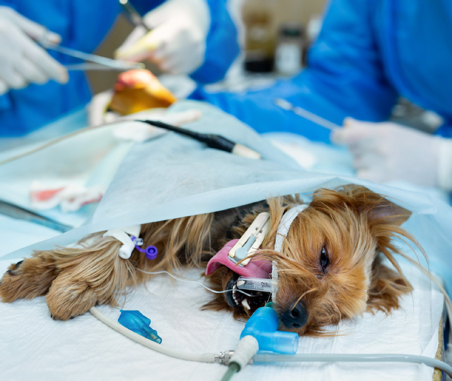 CURSO ONLINE CON EXPERTO: ACTUALIZACIÓN EN EL MANEJO ANESTÉSICO ANALGÉSICO Y DURANTE LA SEDACIÓN EN LA CLÍNICA COTIDIANA DE PEQUEÑOS ANIMALES