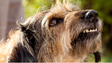 CURSO ONLINE CON EXPERTO: AGRESIVIDAD CANINA HACIA LA FAMILIA.  PREGUNTAS Y RESPUESTAS