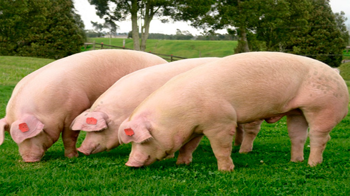 WEBSEMINAR: REGLAMENTO BIENESTAR ANIMAL PORCINO IAWS